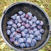 Garten-AG_Herbst_2025_02