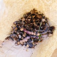 Garten-AG_Herbst_2025_13